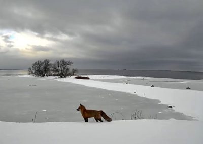 Looking out over Lake Ontario in the winter with the sun still above the horizon, a small island on the left, and a fox standing in the foreground, 2024 Photo Contest winner in the Four Seasons Category by Maura Smith
