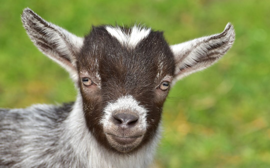 Goat Story Time at Outskirts 1812