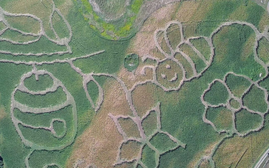 Corn Maze at Old McDonald’s Farm